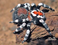 Новый вид паука из Ирана назвали в честь Хоакина Феникса — он сильно похож на Джокера!