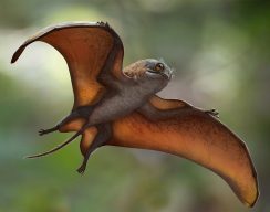 Новый вид птерозавров сравнили с покемонами и поргами из «Звёздных войн»