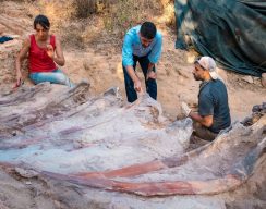 Учёные нашли останки самого большого в Европе динозавра — в саду жилого дома